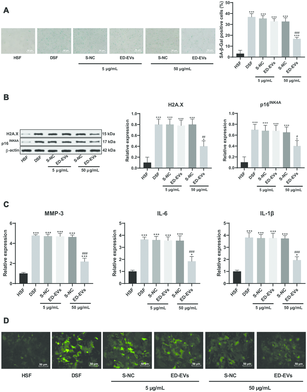 Plasma ED-EVs inhibit DSF premature senescence. (A) SA-β-gal detected skin fibroblast senescence after ED-EVs treatment at the concentration of 5 μg/mL or 50 μg/mL. At the same passage times (3 generations) and culture conditions, compared with the healthy volunteers' skin fibroblasts (HSF), the activity of SA-β-gal in skin fibroblasts of diabetic patients (DSF) was increased significantly, but decreased after the action of ED-EVs; (B) Western blot analysis detected the levels of H2A.X, p16INK4A in fibroblast; (C) ELISA measured SASP level (MMP-3, IL-6 and IL-1β) in fibroblast; (D) H2DCFDA probe measured ROS level in in fibroblast. compared with the blank group, ***p 