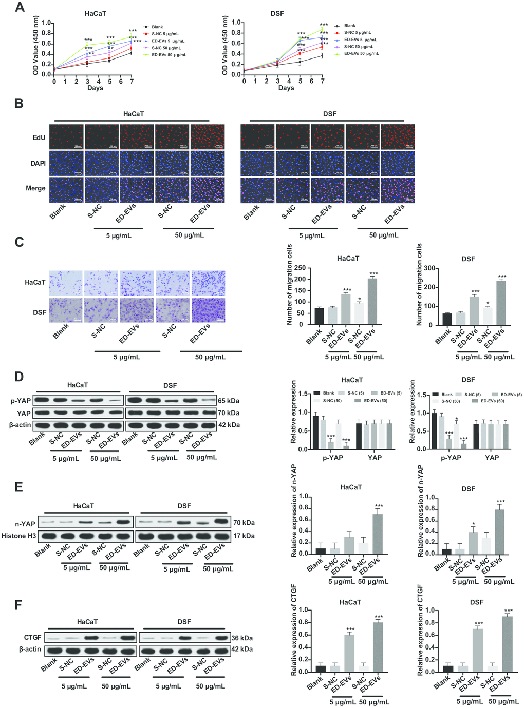 Plasma ED-EVs activate YAP nuclear translocation and promote DSF proliferation. (A) CCK-8 detected DSF viability after ED-EVs or S-NC treatment. (B) EdU assay measured DSF proliferation after ED-EVs or S-NC treatment. (C) Transwell assay measured fibroblast migration after ED-EVs or S-NC treatment. (D–F) Western blot analysis measured YAP phosphorylation in DSF, and YAP and CTGF expression in nucleus. Compared with the blank group, *p p p C, E and F) were analyzed by one-way ANOVA, and data in panel D were analyzed by two-way ANOVA, followed by Tukey's multiple comparisons test. Repetitions = 3.