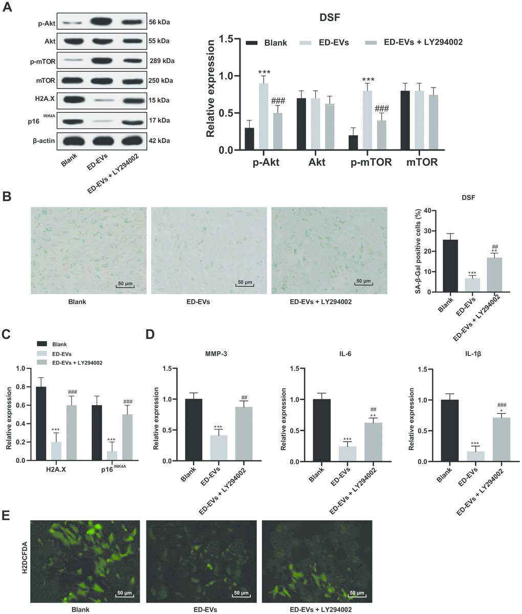 Plasma ED-EVs inhibit DSF premature senescence through the PI3K/Akt/mTOR pathway. (A and C) Western blot analysis detected levels of PI3K/Akt/mTOR pathway-and senescence-related proteins. (B) SA-β-gal assay detected DSF senescence. (D) ELISA measured SASP level (MMP-3, IL-6 and IL-1β) in DSF. (E) H2DCFDA probe measured ROS level in DSF. Compared with the blank group, *p p p p p p A and D) were analyzed by two-way ANOVA, and data in panels (B, C and E) were analyzed by one-way ANOVA, followed by Tukey's multiple comparisons test. Repetitions = 3.