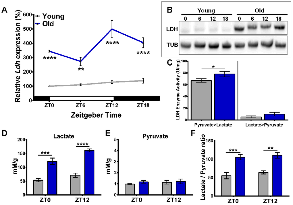 Age-related increase in Ldh expression is associated with elevated LDH protein levels, enzyme activity, and lactate concentration. (A) Profile of Ldh mRNA expression in the heads of young (5-days-old) and old (55-days-old) w1118 flies measured by qRT-PCR. Compared to young, old flies have increased Ldh mRNA levels at each time point with a peak at ZT12. Values are averages of 4 biorepeats reported as a percentage of expression relative to young at ZT0 set to 100%. (B) Representative western blot of LDH protein levels in young and old fly heads with tubulin as a loading control. (C) Graph showing LDH enzyme activity for both the pyruvate to lactate and lactate to pyruvate reactions in the heads of young (grey bars) and old (blue bars) flies. Enzymatic activity of LDH is higher in the heads of old flies compared to young for the pyruvate to lactate reaction (*pD) Lactate levels are significantly higher in the heads of old flies (blue bars) at both time points compared to young. In old flies, there is also a significant difference in lactate levels between ZT0 and ZT12 (n=4; pE) Pyruvate levels do not significantly change between young (grey bars) and old (blue bars) (n=4). (F) Average lactate/pyruvate ratios increase in old flies (blue bars) (n=4). Error bars in A, C–F indicate standard error of the mean (SEM). Significance between age groups and time of day in each graph determined by 2-Way ANOVA with Bonferroni's correction (**p