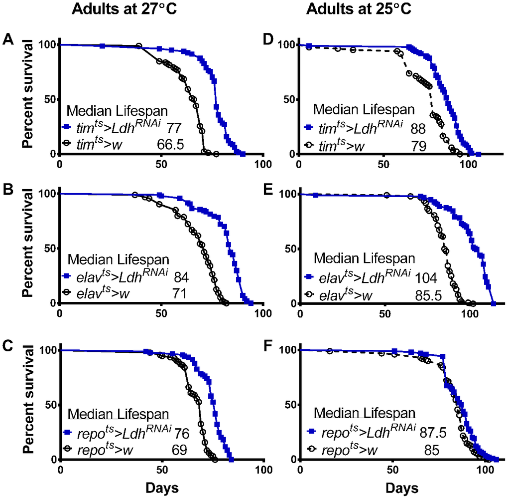 Decreased Ldh expression in adult brain extended lifespan. Survival curves of males with reduced Ldh expression via LdhRNAi combined with timts (A, D), elavts (B, E), or repots (C, F) and their controls at 27°C and 25°C, respectively. Ldh decrease significantly extends lifespan compared to controls (pairwise comparison by Gehan-Breslow-Wilcoxon test yielded prepots> LdhRNAi versus control at 25°C). See Supporting Information Supplementary Table 3 for experimental details.