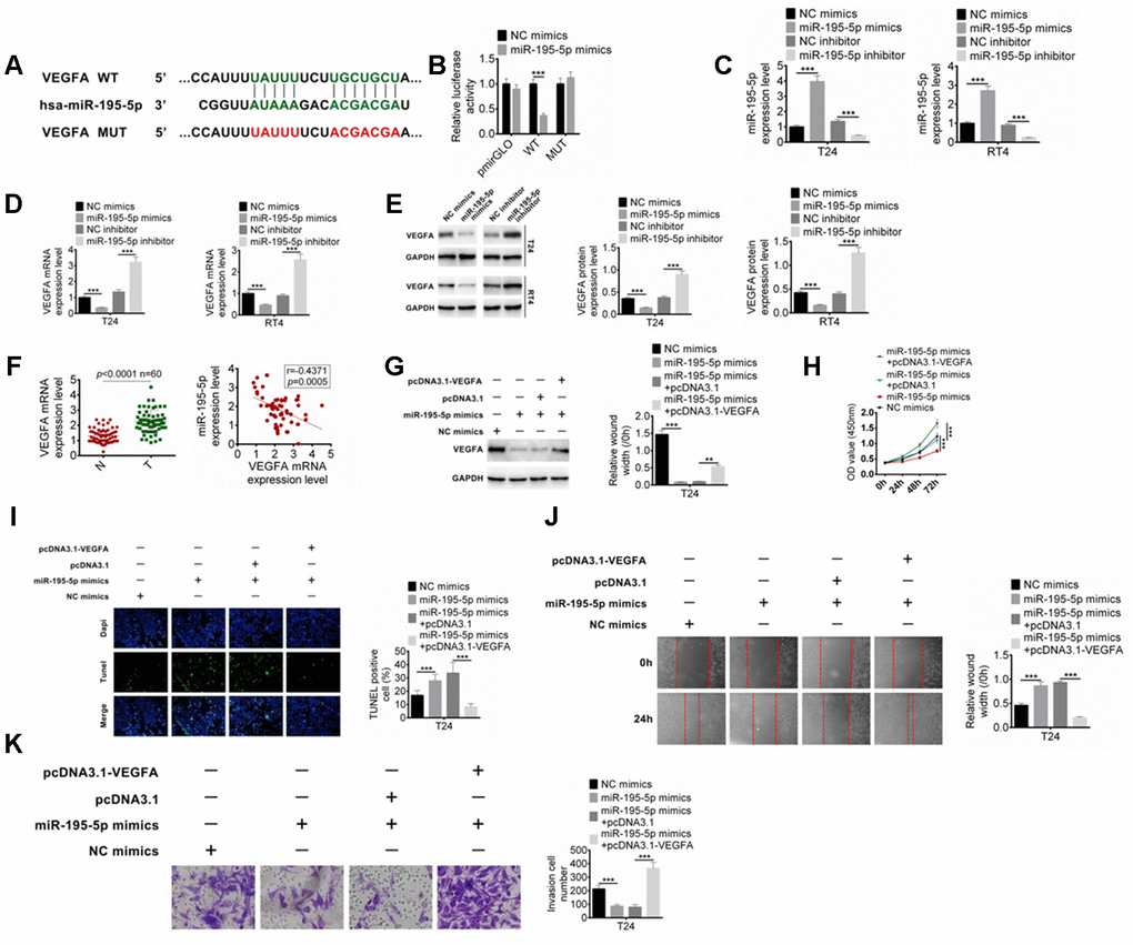 MiR-195-5p combines with VEGFA. (A) The target of miR-195-5p was predicted by Targetscan. (B) The binding of miR-195-5p and VEGFA was verified by dual-luciferase reporter assay. (C) BC cells were transfected with miR-195-5p mimics or inhibitors, and the transfection efficiency of miR-195-5p was determined by qRT-PCR. (D) The mRNA expression of VEGFA in T24 and RT4 cells with miR-195-5p mimics or miR-195-5p inhibitors was examined by qRT-PCR. (E) The protein expression of VEGFA in T24 and RT4 cells were identified by western blot. (F) The VEGFA expression in BC tissues and the relationship of VEGFA and miR-195-5p expression were explored. (G) The VEGFA protein expression in T24 cells with miR-195-5p mimics transfection, or miR-195-5p mimics+ pcDNA3.1 co-transfection was determined by western blot. (H–K) Cell proliferation, apoptosis, migration, and invasion of T24 cells were examined by CCK8, Tunel, scratched wound healing and transwell assay, respectively. Data were expressed as the mean ± SD, n = 3. **P P 