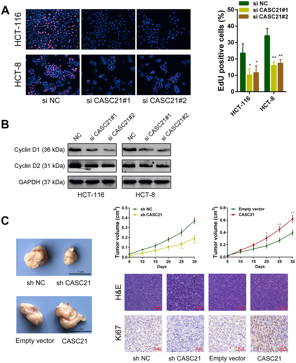 CASC21 affects proliferation related proteins expression and promotes CRC growth in vivo. (A) EdU assays were used to determine the cell proliferate ability of CASC21 siRNAs transfected cells. (B) Cell proliferation related proteins cyclin D1, and cyclin D2, were detected by western blot after CASC21 silencing. (C) Representative images of tumors formed in nude mice from negative control vector, sh-CASC21 vector and CASC21 overexpression groups, and the tumor volume growth curves after injections in different groups. Representative images for HE-staining and Ki67 immunostaining of tumor samples from different groups. All data represent mean ± SEM (n = 3-6). *P **P 