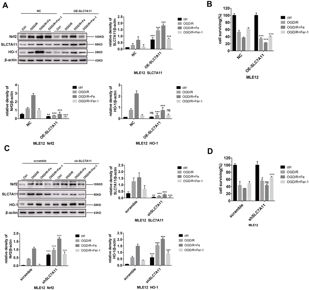 Low levels of SLC7A11 alleviate cell death by upregulating Nrf2-HO-1, whereas SLC7A11 overexpression (OE-SLC7A11) enhanced cell death. (A and C) Western blot analysis of the Nrf2, HO-1, and SLC7A11 in each group and the representative quantification of these proteins in MLE12 cells. (B and D) Cell viability was determined using a CCK-8 assay (n = 3). The error bars represent the standard error from three replicates. Data are presented as the mean ± SEM. *P P P 