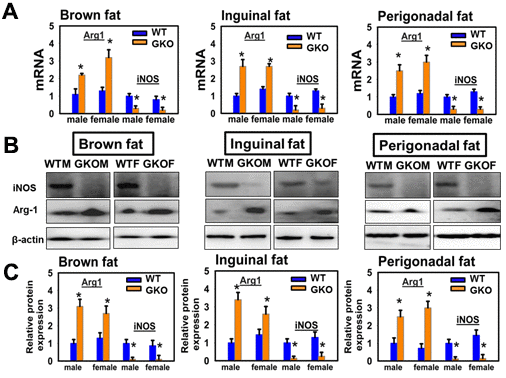 Effects of global deletion of GHR (GKO mice) on adipose tissue macrophage infiltration and macrophage M1-M2 polarization. (A) Quantitative RT-PCR analysis of total RNA isolated from interscapular (brown fat), inguinal and perigonadal adipose tissues of 24-week-old WT and GKO mice for M1 macrophage markers (iNOS) and M2 macrophage markers (Arg1) mRNAs. Data (mean ± SEM; n = 4) were normalized by the amount of GAPDH mRNA and expressed relative to the corresponding male WT value. *P P B) Cell lysate was isolated from interscapular (brown fat), inguinal and perigonadal adipose tissues of 24-week-old WT and GKO mice. The protein levels of iNOS and Arg1 were measured by western blotting. (C) Relative protein expression was normalized to β-actin levels. Values are mean ±SEM (n = 4).