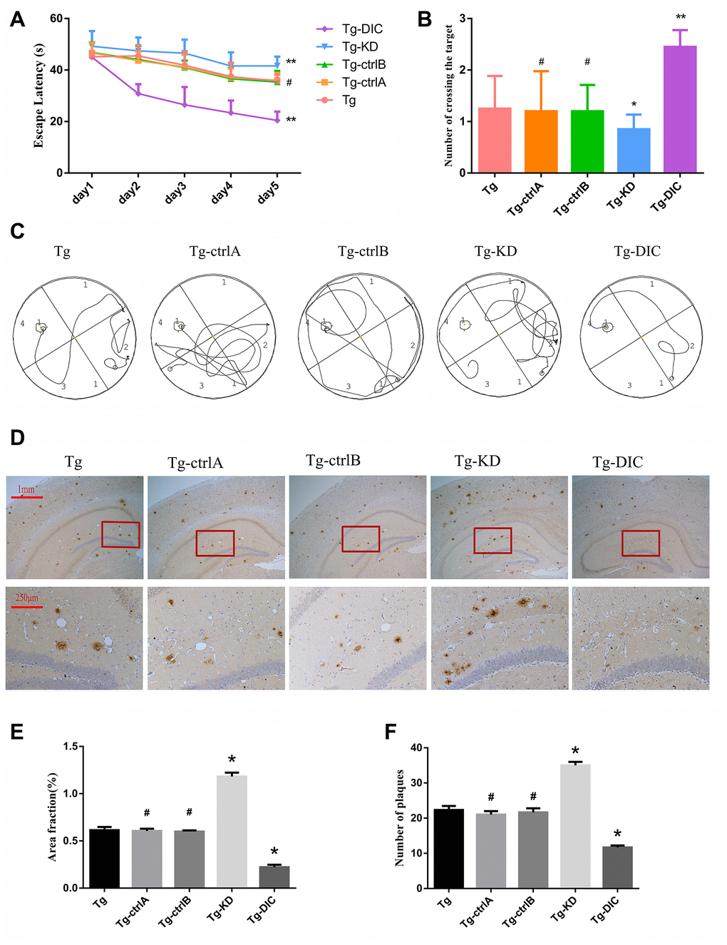 DIC improved cognitive function and reduced insoluble Aβ deposition in hippocampus of APP/PS1 double transgenic mice. (A) The escape latency during 5 days of the MWM test. (B) Number of crossing the target in the last day of the MWM test. (n=5, two-way repeated-measures ANOVA, Tukey's test, # P>0.05,* PC) The representative route track map of each group of mice. (D) Immunohistochemical staining shows amyloid protein expression in the hippocampus of different groups (Scale bar=1 mm, Scale bar=250 μm). (E, F) Area fraction and number of plaques of amyloid protein in each group. (# P>0.05,* P