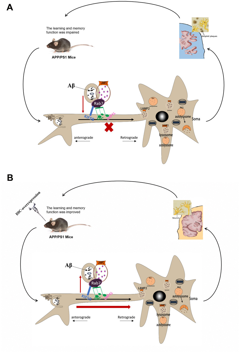 The mechanism of DIC improves cognitive function by enhancing autophagic retrograde axonal transport-related proteins in AD. (A) Autophagy is activated in the hippocampus of APP/PS1 double transgenic mice. However, the function of lysosome and the process of autophagy axonal transport are impaired, which leads to the accumulation of insoluble Aβ and autophagosomes in the hippocampus. And with the increase of the age of mice, these injuries were gradually aggravated. (B) After overexpressing of DIC, the cognitive function of mice was improved and the aggregation of insoluble Aβ decreased. It may be achieved by improving the function of lysosomes and the expression of proteins related to autophagy axonal transport.