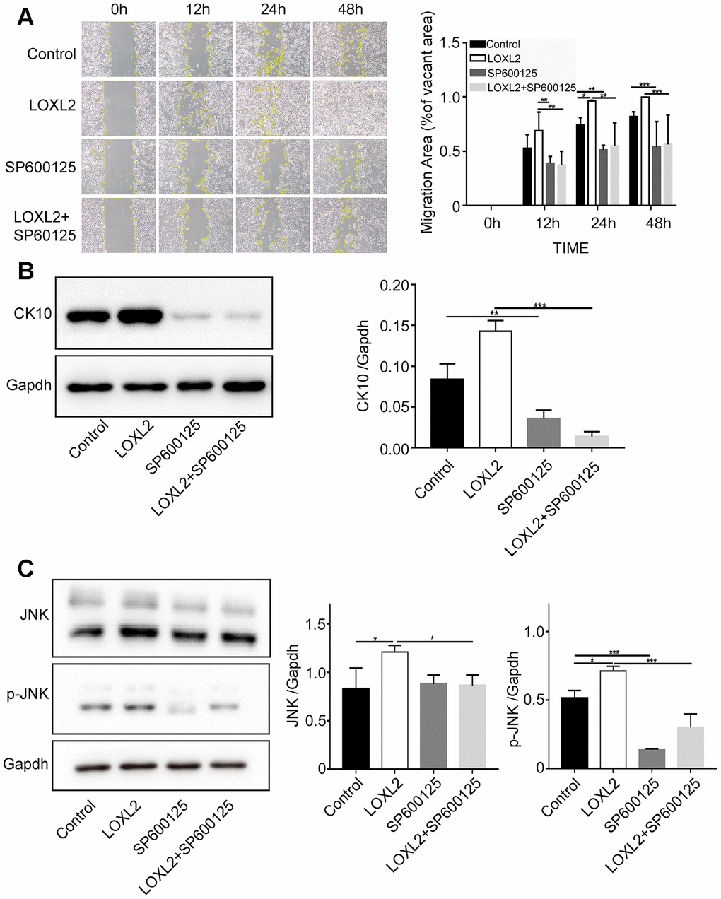 LOXL2 (Lysyl oxidase-like 2) promotes keratinocyte migration and differentiation via JNK (c-Jun N-terminal kinase) signaling pathway. (A) Representative images show the migration of keratinocytes based on the scratch wound assay in the control medium, LOXL2, SP600125 (JNK inhibitor), and SP600125 plus LOXL2 groups at various time points (0, 12, 24 and 48 h). The histogram plot shows the cell migration area in each group at various time points. (B) Representative image (left) and histogram plot (right) shows the expression of CK10 protein in the keratinocytes belonging to control medium, LOXL2, SP600125 and SP600125 plus LOXL2 groups. GAPDH was used as loading control. The values are expressed as means ±SEM. (C) Representative image (left) and histogram plot (right) shows the levels of JNK and phospho-JNK in the keratinocytes from control medium, LOXL2, SP600125 and SP600125 plus LOXL2 groups. The values are expressed as means ±SEM. ***p 