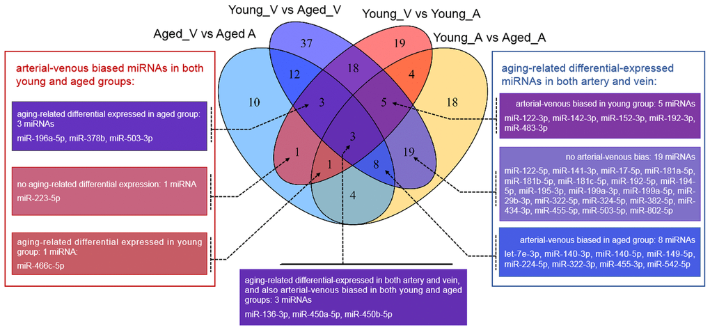 Venn diagram showing the overlaps between deregulated miRNAs in different comparisons. vs.: versus; A: arterial; V: venous.