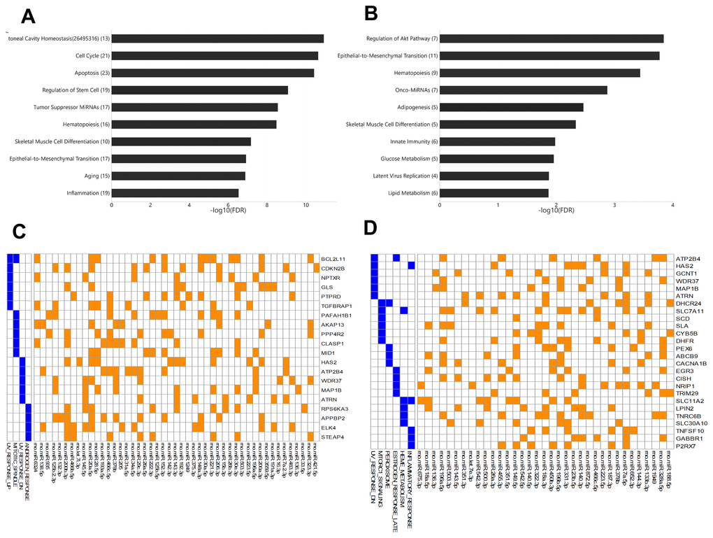 The enriched functions of deregulated miRNAs between arterial and venous blood samples and their target genes. (A) Bar plot showing the functional association of differentially-expressed miRNAs between arterial and venous plasma from young rats. (B) Bar plot showing the functional association of deregulated miRNAs between arterial and venous plasma from aged rats. (C) Heatmap showing the genes intensively regulated by deregulated genes in young rats and their functional association. The interaction between miRNAs and their target genes is indicated by an orange box, while the presence of the target gene in specific pathways is indicated by a blue box. (D) Heatmap showing the genes intensively regulated by deregulated genes in aged rats and their functional association. The number beside the function terms indicates the number of differentially expressed miRNAs associated with the corresponding function.