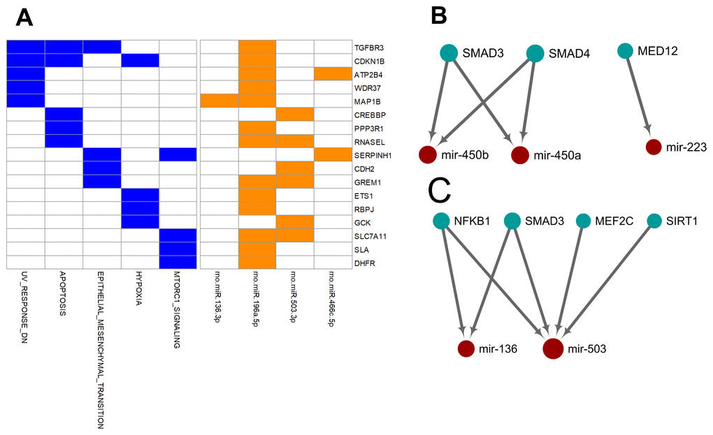 Over-represented target genes and transcription factors of the miRNAs showed consistent or reversed artery-versus-venous deregulation between young and aged rats. (A) Heatmap of genes intensively regulated by miRNAs showing reversed deregulation and their functional association. (B) Network view of the interactions between miRNAs showing consistent deregulation and their over-represented upstream transcription factors. (C) Network view of the interactions between miRNAs showing reversed deregulation and their over-represented upstream transcription factors.