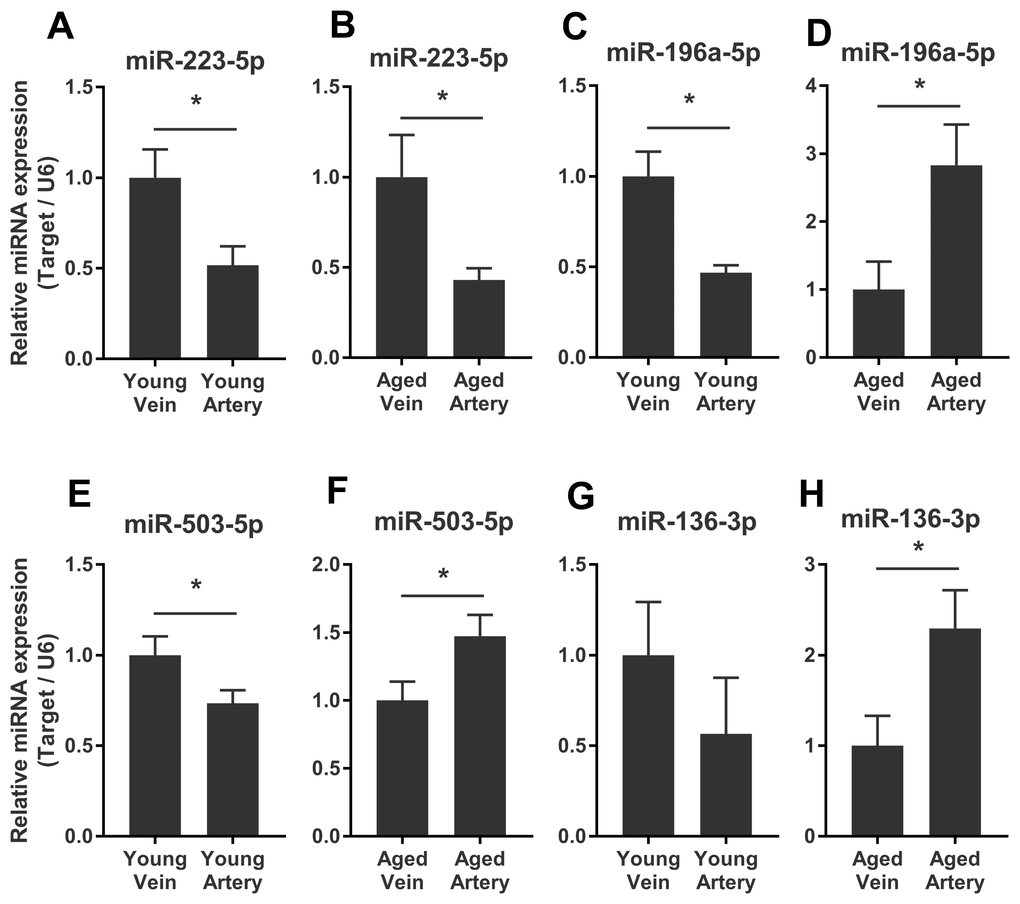 Validation of consistent and reversed arterial-versus-venous deregulated miRNAs between young and aged rats. (A–B) levels of miR-223-5p in venous and arterial plasma of young (A) and aged (B) rats. (C–D) levels of miR-196a-5p in venous and arterial plasma of young (C) and aged (D) rats. (E–F) levels of miR-503-3p in venous and arterial plasma of young (E) and aged (F) rats. (G–H) levels of miR-136-3p in the venous and arterial plasma of young (G) and aged (H) rats. Data are represented as mean ± SEM. *: p