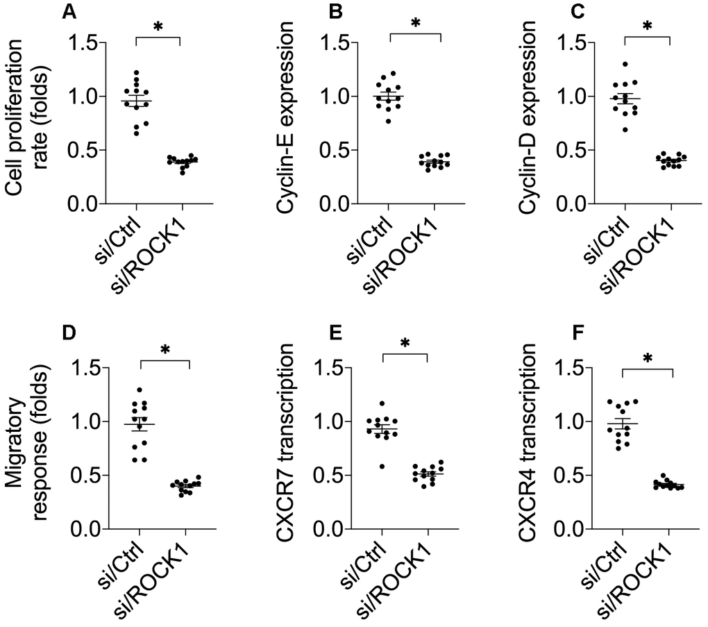 ROCK1 knockdown decreases cell migration and proliferation. (A) A CCK-8 assay was used to quantify proliferation in A549 cells transfected with siRNA against ROCK1 (si/ROCK1) or control siRNA (si/Ctrl). (B, C) A qPCR assay was used to analyze Cyclin-D and Cyclin-E transcription. (D) Transwell assay for A549 cells. Numbers of migrated cells were quantified after si/ROCK1 or si/Ctrl transfection. (E, F) A qPCR assay was used to analyze CXCR-4 and CXCCR-7 transcription. *p