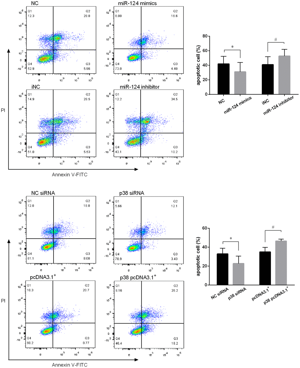 MiR-124 inhibited the apoptosis and p38 promoted the apoptosis of RAW264.7 cells. (A) Annexin V/PI staining was performed on RAW264.7 cells transfected with the miR-124 mimics, inhibitor or negative control, then treated with ox-LDL for 48 h. After that, the fluorescence was measured using flow cytometry. (B) Annexin V/PI staining was performed on RAW264.7 cells transfected with p38 siRNA, p38 pcDNA 3.1. *, # P 