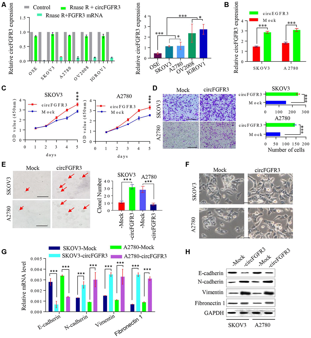 CircFGFR3 promotes the progression of OC cells. (A) circFGFR3 expression in different OC cell lines was examined by qRT-PCR, GAPDH served as an internal control; (B) The expression of circFGFR3 in SKOV3 and A2780 cell lines was upregulated effectively, ***PC) Cell viability was determined in circFGFR3-overexpressing OC cells and their control cells, ***PD) The invasion of circFGFR3-ovexpressing OC cells and control cells was investigated by Transwell assay, ***PE) Clonogenic ability in OC cells with different expression levels of circFGFR3 was determined, Data are shown as the mean ± SD, *** p F) The cellular morphology of OC cells with different expression levels of circFGFR3 is shown; (G and H) Compared to control cell, cells with high levels of circFGFR3 showed a decrease in the epithelial marker E-cadherin, and an increase in the mesenchymal markers vimentin, fibronectin 1 and N-cadherin.