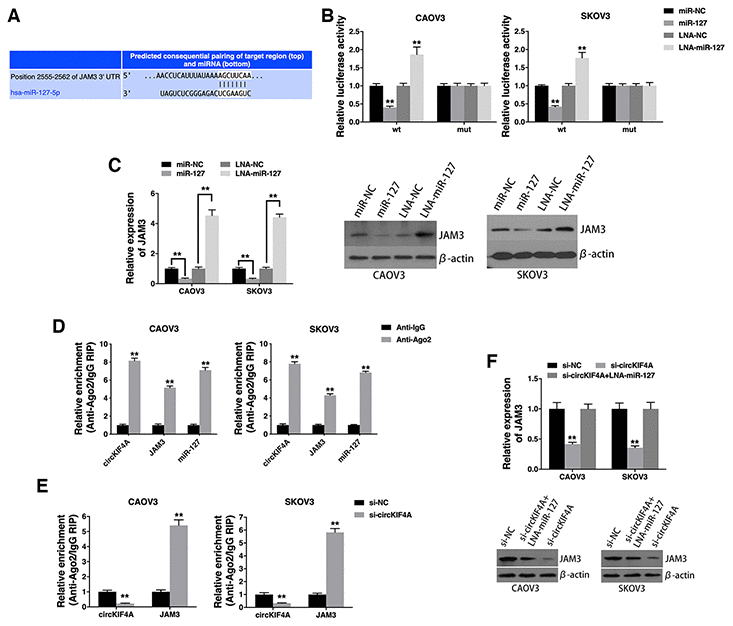 circKIF4A acts as a ceRNA to regulate JAM3. (A) The predicted binding sites of miR-127 within the JAM3 3’UTR. (B) Cells were transfected and luciferase assay was performed. (C) Cells were transfected and JAM3 expression was detected by qRT-PCR (left) and western blotting (right). (D) RIP assay showing the enrichment of circKIF4A, JAM3 and miR-127 on Ago2. (E) Cells were transfected and a RIP assay on Ago2 was performed. (F) Cells were transfected and JAM3 expression was detected by qRT-PCR (up) and western blotting (below). **P 