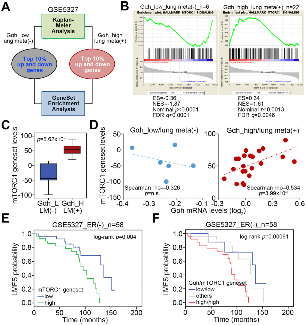 The mTORC1-related pathway is putatively activated in ER(-) breast cancer with high-level Gαh expression and lung metastasis. (A) Flowchart of the gene enrichment analysis (GSEA) using the transcription profiling of the top 10% upregulated and downregulated genes in ER(-) breast cancer tissues that were defined with low-level Gαh expression without lung metastasis or high-level Gαh expression with lung metastasis in a Kaplan-Meier analysis based on the GSE5327 data set. (B) The enrichment score (ES) derived from the correlation between the MTORC1 gene set and the queried gene signatures was plotted as the green curve. The parameters including the normalized enrichment score (NES), nominal p values and false discovery rates (FDRs) are shown as inserts. (C) Transcriptional profiling of the MTORC1 gene set in the groups is shown in A. The statistical significance was analyzed by Student’s t-test. (D) Correlation of the expression of Gαh mRNA levels and MTORC1 gene in the groups is shown in A. (E and F) Results from the Kaplan-Meier analyses of the transcriptional levels of the mTORC1 gene set alone (E) or combined with the mRNA levels of Gαh (F) against ER(-) breast cancer patients from the GSE5327 data set.