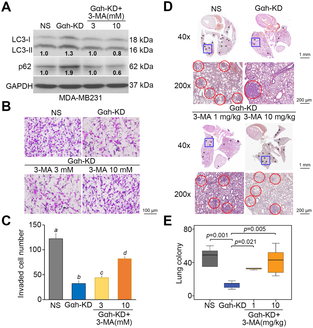 The inhibition of autophagy initiation by 3-MA rescues the metastatic potential of the Gαh-silenced MDA-MB231 cells in vitro and in vivo. (A) The results from the Western blot analysis for the LC3-I/II, p62 and GAPDH proteins derived from MDA-MD231 cells without (NS) or with Gαh knocked down (KD) in the absence or presence of the autophagy inhibitor 3-MA (3 or 10 mM). GAPDH was used as an internal control of protein loading. The protein intensities of representative blots from three independent experiments were normalized by GAPDH levels and presented as a ratio to the control group. (B–C) Giemsa staining (B) and cell number (C) of the invaded MDA-MD231 cell variants shown in A. Data obtained from three independent experiments are presented as the mean ± SEM. Letters indicate the significant differences at pD and E) H&E stained lung tissues (D) and the number of lung tumor colonies tumors (E) derived from the mice (n=5) transplanted with MDA-MD231 cell variants, shown in A, through tail vein injection for 4 weeks. Tumors are shown in red circles. Statistical significance was determined by nonparametric Mann-Whitney U test.