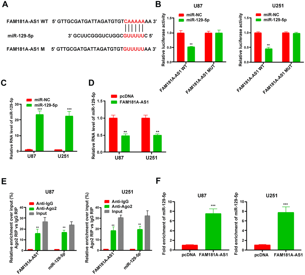 LncRNA FAM181A-AS1 sponges miR-129-5p in glioma cells. (A) The diagrammatic representation shows miR-129-5p-binding sites in the wild-type and mutant FAM181A-AS1sequences. (B) Dual luciferase reporter assay results show relative firefly luciferase activity in U87 and U251 cell lines transfected with miR-129-5p mimic and vectors containing FAM181A-AS1 with wild-type (WT) or mutant (MUT) miR-129-5p-binding sites. (C) QRT-PCR analysis shows miR-129-5p levels in control and miR-129-5p mimic-transfected U87 and U251 cell lines. (D) QRT-PCR analysis shows miR-129-5p levels in control and FAM181A-AS1 overexpressing U87 and U251 cell lines. (E) Ago2 RIP assay results show enrichment of FAM181A-AS1 and miR-129-5p using qRT-PCR in Ago2 protein pulldown samples from U87 and U251 cell lines using anti-Ago2 antibody. (F) QRT-PCR assay shows the levels of miR-129-5p in the RNA-RNA complexes pulled down using the FAM181A-AS1 biotinylated probe in comparison with the negative control. Note: **PP