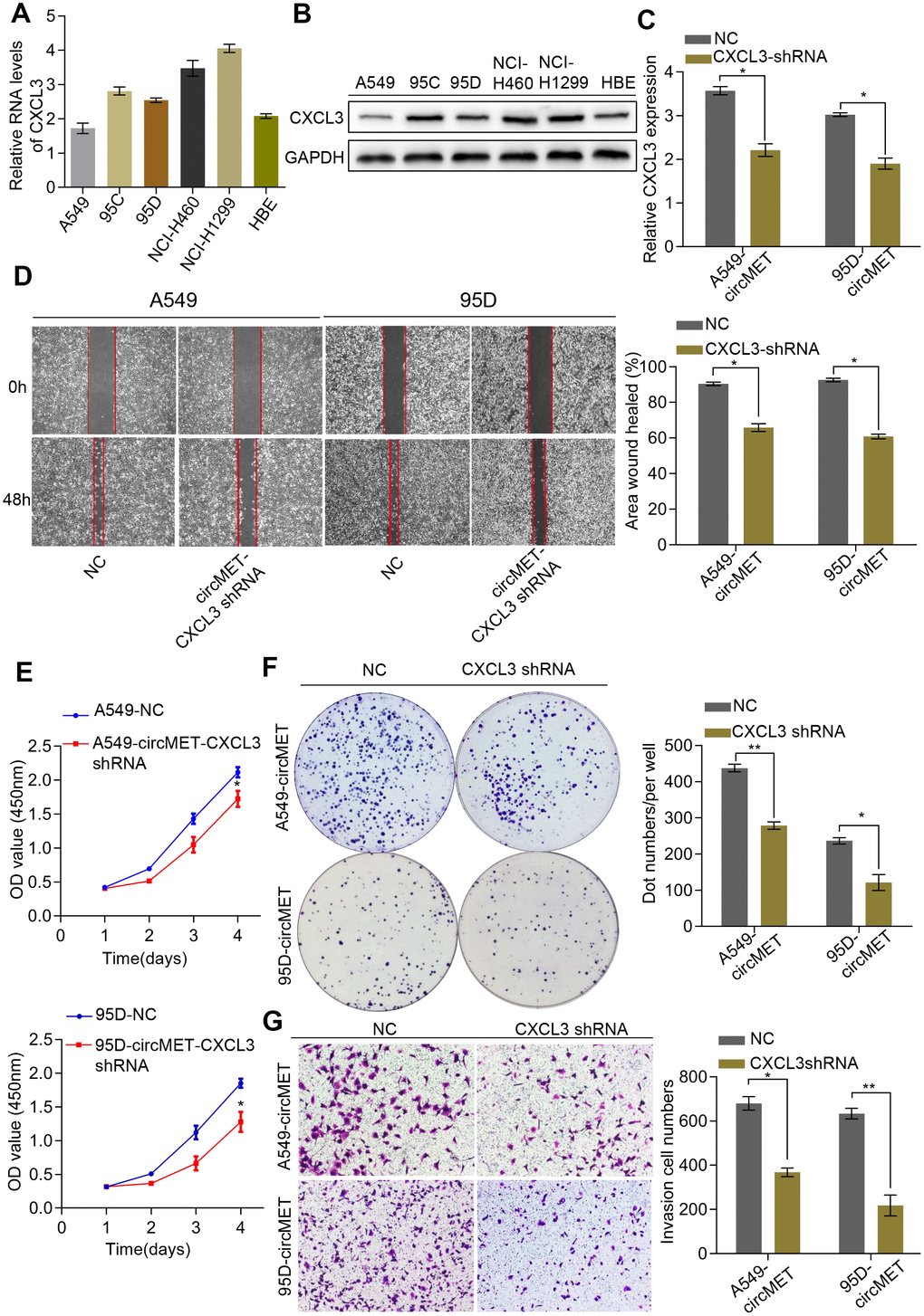 CXCL3 knockdown inhibited circMET-induced NSCLC progression in vitro. (A) and (B) Relative mRNA and protein expression of CXCL3 in several human NSCLC cell lines were examined by qRT-PCR (A) and Western blots (B). (C) The efficiency of transfection in the A549-circMET and 95D-circMET cell lines with CXCL3 shRNA plasmid were individually confirmed using qRT-PCR. GAPDH was used as a loading control. (D) Representative images of wound healing assay in CXCL3 knockout NSCLC cells with or without circMET overexpression. (E) and (F) Representative images of CCK-8 assay (E) and colony formation assay (F) in CXCL3 knockout NSCLC cells with or without circMET overexpression. (G) Representative images of the Matrigel transwell assay (G) in CXCL3 knockout NSCLC cells with or without circMET overexpression. Scale bar: 100um. The data are represented as the mean ± SD, * p 