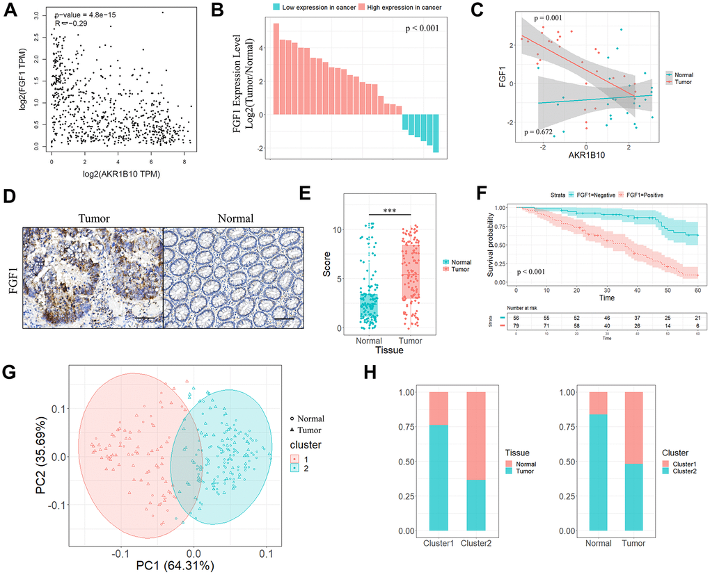 Correlation between AKR1B10 and FGF1 in CRC tissues. (A) Correlation analysis of AKR1B10 and FGF1 levels in CRC tissues from TCGA datasets by GEPIA platform. (B) FGF1 mRNA levels in 27 paired CRC and normal tissues. (C) Correlation between AKR1B10 and FGF1 levels in the above. (D) Representative IHC images showing in situ FGF1 expression in CRC and normal tissues (scale bar = 100μm) and (E) corresponding IHC scores. (F) OS of 135 CRC patients demarcated by FGF1 expression levels. (G) Stratification of 135 pairs of CRC and normal tissues into cluster 1 (red) and cluster 2 (green) according to AKR1B10 and FGF1 IHC scores. (H) Percentage of tumor and normal samples in each cluster. CRC, colorectal cancer. OS, overall survival. *** P 