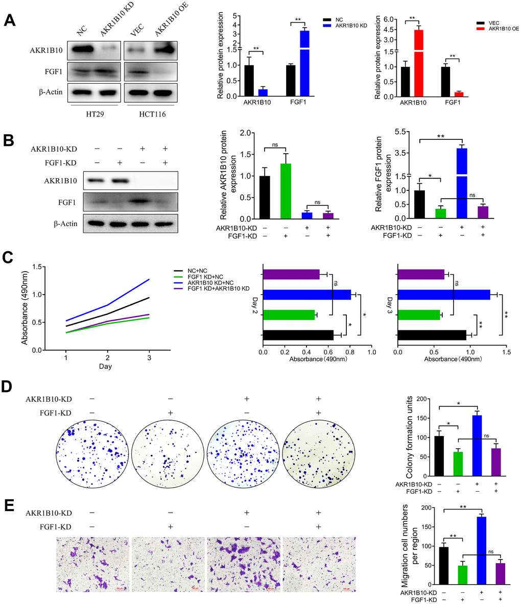 AKR1B10 inhibits CRC cell growth in an FGF1-dependent manner. (A) Immunoblot showing AKR1B10, FGF1 and GAPDH protein levels in HT29 cells transfected with AKR1B10-shRNA and in HCT116 cells transfected with AKR1B10 overexpression plasmid. (B) Immunoblot showing AKR1B10, FGF1 and GAPDH protein levels in HT29 transfected with FGF1-shRNA alone or in combination with AKR1B10-shRNA. (C–E) Proliferation rates (C), colony forming capacity (D) and migration rates (E) of the HT29 cells transfected as above. Data are presented as mean ± SD. NC, negative control; KD, AKR1B10-shRNA; VEC, vector; OE, AKR1B10 overexpression plasmid. “-”, control-shRNA. “+”, AKR1B10 or FGF1 shRNA. *P P P 