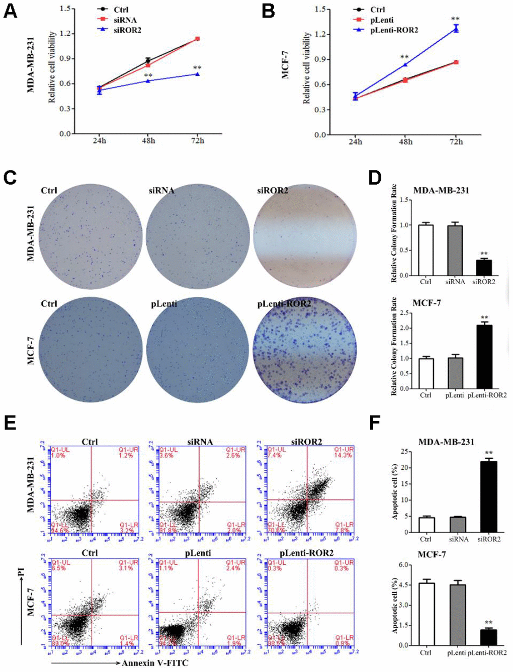 ROR2 promotes BC cell proliferation in vitro. (A, B) Cell proliferation analyzed by CCK-8 assay in MDA-MB-231 (A) and MCF-7 (B) cells transfected with ROR2 siRNA and overexpression plasmids. (C, D) Colony formation assay of ROR2 effect on MDA-MB-231 and MCF-7 cell proliferation. (E, F) Flow cytometry analysis of apoptosis of MDA-MB-231 and MCF-7 cells after siROR2 and pLenti-ROR2 transfection. Results are shown as means ± SD; n=3; *p
