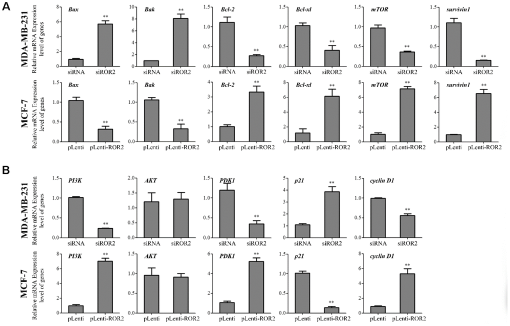 ROR2 induces PI3K/AKT signaling in vivo. (A) qRT-PCR of Bax, Bak, Bcl-2, Bcl-xl, mTOR, and survivin 1 in MDA-MB-231 xenografts with ROR2 knockdown, and in ROR2-overexpressing MCF-7 xenografts. (B) qRT-PCR of PI3K, AKT, pAKT, PDK1, p21, and cyclin D1 in the above tumors. Results are shown as means ± SD; n=3; *p