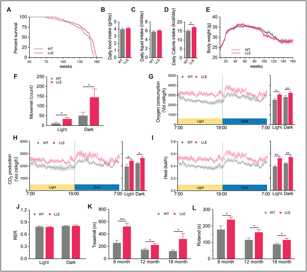 Increased thermogenic activity and improved physical performance in LLE mice. (A) Kaplan-Meier survival curve for long-term low-dose (3.5% v/v) ethanol intake (LLE) mice and untreated wild-type (WT) mice. (n=60 for each group). (B–D) Daily food intake, daily liquid intake, and daily calorie intake of 32-week-old LLE and WT mice (n=25 for each group). (E) Change in body weight (n= for each group). (F) X-axis movement of 44-week-old LLE and WT mice, an indicator of spontaneous locomotor activity in CLAMS system (n=8 for each group). (G–J) Oxygen consumption rate, CO2 production rate, energy expenditure rate, and respiratory exchange ratio (RER) of 44-week-old LLE and WT mice (n=8 for each group). (K–L) Distance run on treadmill and time to fall from an accelerating rotarod measured at 8, 12, 18 months, (n=10 for each group) Data are presented as mean ± SEM. *, PPP