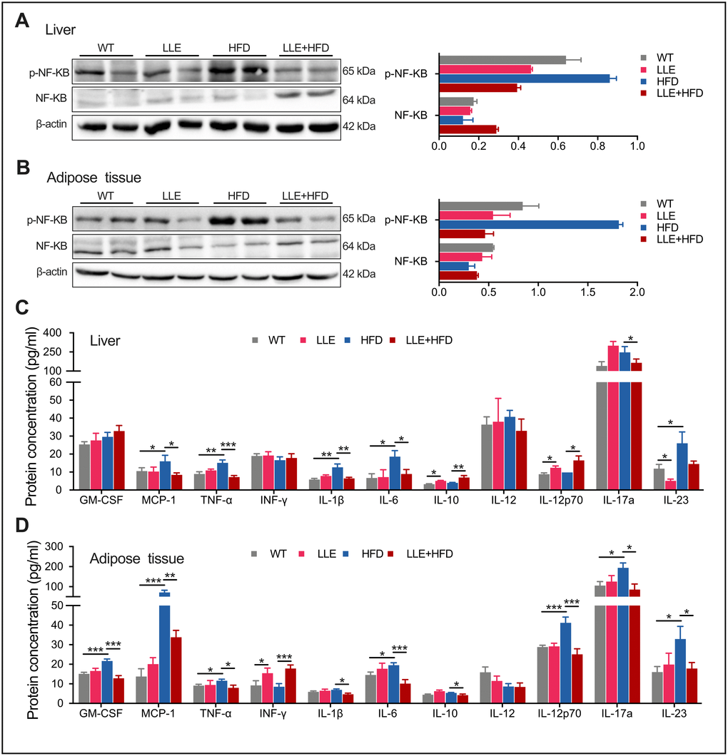 Low-dose ethanol intake inhibited inflammation of HFD mice. (A–B) Western blot analysis and relative quantification of NF-kB and p-NF-KB in liver and adipose tissue of 44-week-old mice (n=5-10 per group). (C–D) The Inflammation cytokine levels in liver and adipose tissue of 44-week-old mice. n=5-10 per group. Data are presented as mean ± SEM. *, PPP