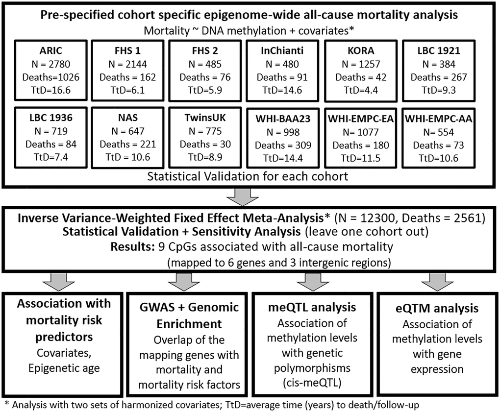 Workflow of the study.