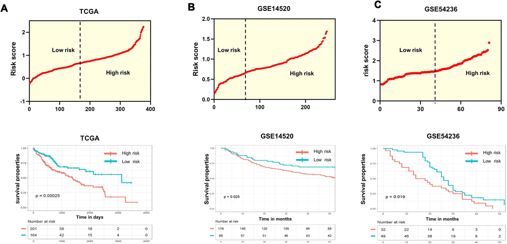 Evaluation and validation of the survival predictions of the risk scoring system. (A–C) Risk score distribution (upper) and Kaplan-Meier curves (lower) classifying patients into high- and low-risk groups by the new scoring system by comparing OS for patients in high- and low-risk groups in the training datasets and two test datasets. Patients with expression levels higher than the mean value are categorized into the high-risk group, while those with expression levels lower than the mean value are categorized into the low-risk group. P values were calculated by the log-rank test.