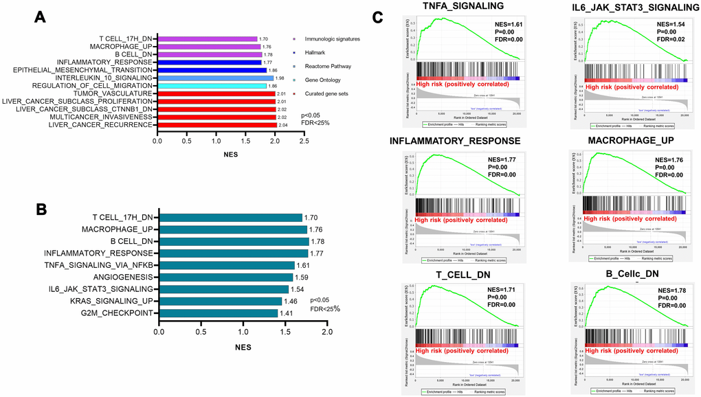 Pathway enrichment showing the disturbance of immune hepatic homeostasis. (A) The top gene sets of the hallmark gene sets, curated gene sets, Gene Ontology gene sets, and immunologic signature gene sets. NES>1.5 and FDRB) The enriched pathways in the hepatic immune microenvironment generated from hallmark gene sets. (C) Highly enriched pathways related to inflammatory responses and the disturbance of immune cells.