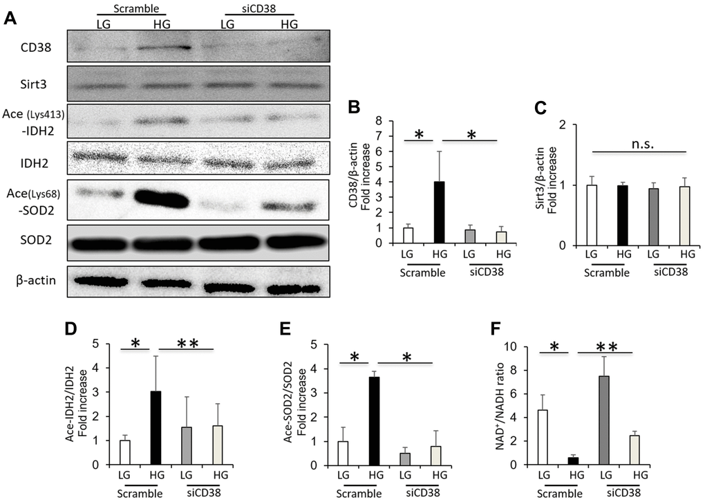 CD38 knockdown increases Sirt3 activity and intracellular NAD+/NADH ratio in renal proximal tubular cells grown in high glucose. (A) Western blots of CD38, Sirt3, ace (Lys413)-IDH2, IDH2, ace (Lys68)-SOD2, and β-actin in HK-2 cells cultured in low and high glucose after transfection using scrambled or CD38 siRNA. (B–E) Densitometric evaluation of CD38 to β-actin (B), Sirt3 to β-actin (C), Ace-IDH2 to IDH2 (D), and Ace-SOD2 to SOD2 (E) immunoblotting data shown in panel A (n=4). (F) Intracellular NAD+/NADH ratio in cultured HK-2 cells under the above conditions (n= 4). All data represent the mean ± standard deviation (SD). *p