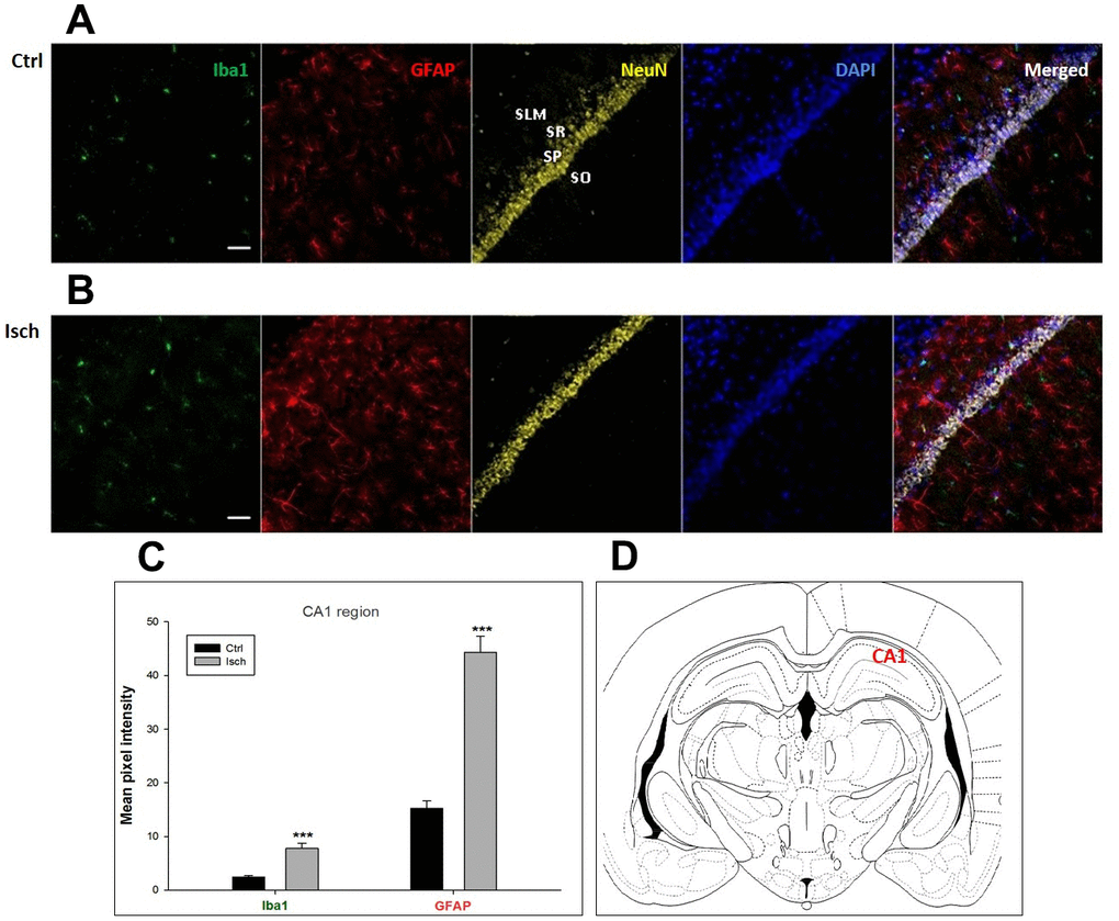 Confocal images of microglia and astrocytes in the post-ischemic CA1 region of the rat brain. Fourfold immunofluorescence labeling microglia with Iba1 (green), astrocytes with GFAP (red), neurons with NeuN (yellow), and nuclei with DAPI (blue). SO - stratum oriens, SP – stratum pyramidale, SR – stratum radiatum, SLM – stratum lacunosum moleculare. The scale bar represents 50 μm. (A) Ctrl – control brain, (B) Isch – post-ischemic brain, (C) Quantification of the mean pixel intensities for Iba1 and GFAP signals of post-ischemic vs. control animals with 2 years survival. Values are presented as mean ± SEM. *** pCtrl = 16, nIsch = 17, n = number of analyzed cross sections. (D) Schematic representation of the rat hippocampus level with CA1 region indicated.