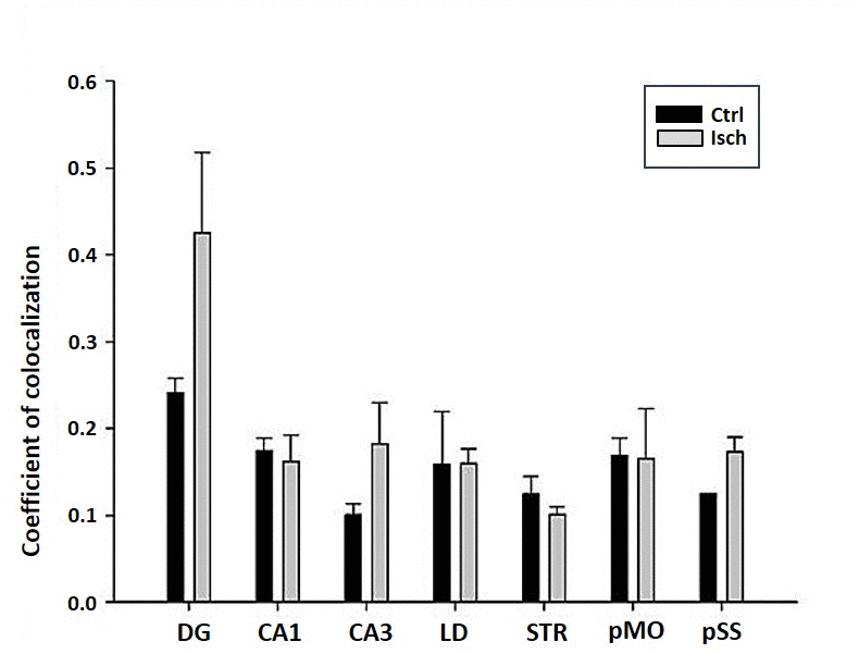 Post-ischemic neurodegeneration of neurons in seven investigated regions of the rat brain upon 2 years of survival. Neurons were immuno-labeled with NeuN, as a neuronal marker, and with Fluoro Jade C, as a marker of deteriorating neurons. The graph shows the quantitative analysis of the coefficient of colocalisation of the two markers in control (Ctrl) and ischemic (Isch) sections in various brain regions studied. DG - dentate gyrus, CA1 and CA3 regions of the hippocampus, LD - dorso-lateral nucleus of thalami, STR-CP - striatum-caudoputamen, pMO - primary motor cortex, pSS - primary somatosensory cortex. Data are presented as mean ± SEM.