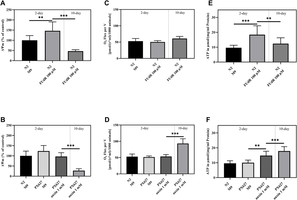 Mitochondrial function: Mitochondrial membrane potential (ΔΨm) (A, B), O2 Consumption (C, D) and ATP concentrations (E, F) of 2- and 10-day old wild-type N2 untreated and sterilized with FUdR and PX627 unfertilized with auxin. For ΔΨm and ATP values were normalized to protein concentrations, for O2 to the number of nematodes analyzed. n = 8 (O2 and ΔΨm) and n = 7-12 (ATP); mean ± SD; one-way ANOVA with Tukey´s multiple post-test; p** 