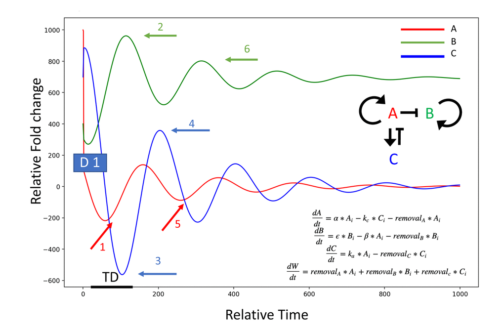 Model of the dilution effect in resetting of circulatory proteome. System: A induces itself (A, red), and C (blue); A represses B (green), C represses A. A dilution of an age-elevated protein (A, at D1: initial dilution event), breaks the autoinduction and diminishes the levels of A (event 1, red arrow); the secondary target of A (B, at event 2 green arrow), then becomes de-repressed and elevated (B induces B is postulated); the attenuator of A (C, at event 3 blue arrow), has a time-delay (TD) of being diminished, as it is intracellular and was not immediately diluted, and some protein levels persist even after the lower induction of C by A. C decreases (no longer induced by A), and a re-boot of A results in the re-induction of C by A (event 4 blue arrow) leading to the secondary decrease of A signaling intensity/autoinduction, and a secondary upward wave of B (events 5 red arrow and 6 green arrow, respectively). alpha = 0.01, kc = 0.01, beta = 0.05, epsilon = 0.1, ka = 0.1. Protein removal rates from system: removalA = 0.01, removalB = 0.1, removalC = 0.01, Initial values: initialA = 1000, initialB = 400, initialC = 700.