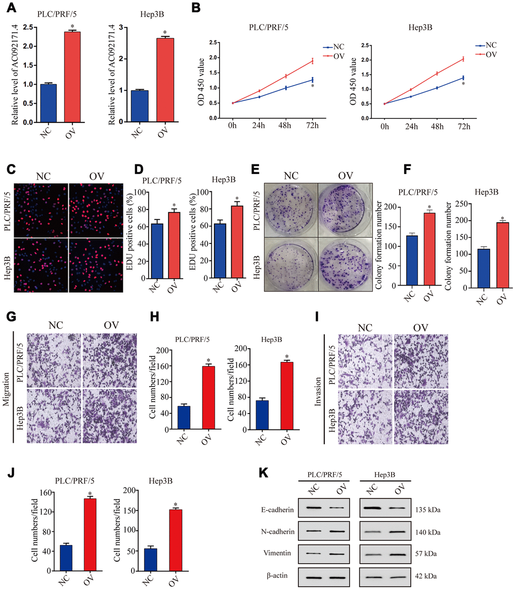 AC092171.4 overexpression increases proliferation, invasion and migration in HCC cell lines. (A) QRT-PCR analysis shows AC092171.4 levels in the control and AC092171.4 overexpressing PLC/PRF/5 and Hep3B cells. (B) CCK-8 assay results show cell proliferation status of control and AC092171.4 overexpressing PLC/PRF/5 and Hep3B cells. (C) EdU assay results show proliferation status of control and AC092171.4 overexpressing PLC/PRF/5 cells. (D) EdU assay results show proliferation status of control and AC092171.4 overexpressing Hep3B cells. (E) Colony formation assay results show the total number of colonies in control and AC092171.4 overexpressing PLC/PRF/5 cells. (F) Colony formation assay results show the total number of colonies in control and AC092171.4 overexpressing Hep3B cells. (G and H) Transwell migration assay results show the total numbers of migrating control and AC092171.4 overexpressing PLC/PRF/5 and Hep3B cells. (I and J) Transwell invasion assay results show the total numbers of invasive control and AC092171.4 overexpressing PLC/PRF/5 and Hep3B cells. (K) Representative western blot shows the expression of E-cadherin (epithelial marker) as well as N-cadherin and vimentin (mesenchymal markers) in control and AC092171.4 overexpressing PLC/PRF/5 and Hep3B cells. * denotes p