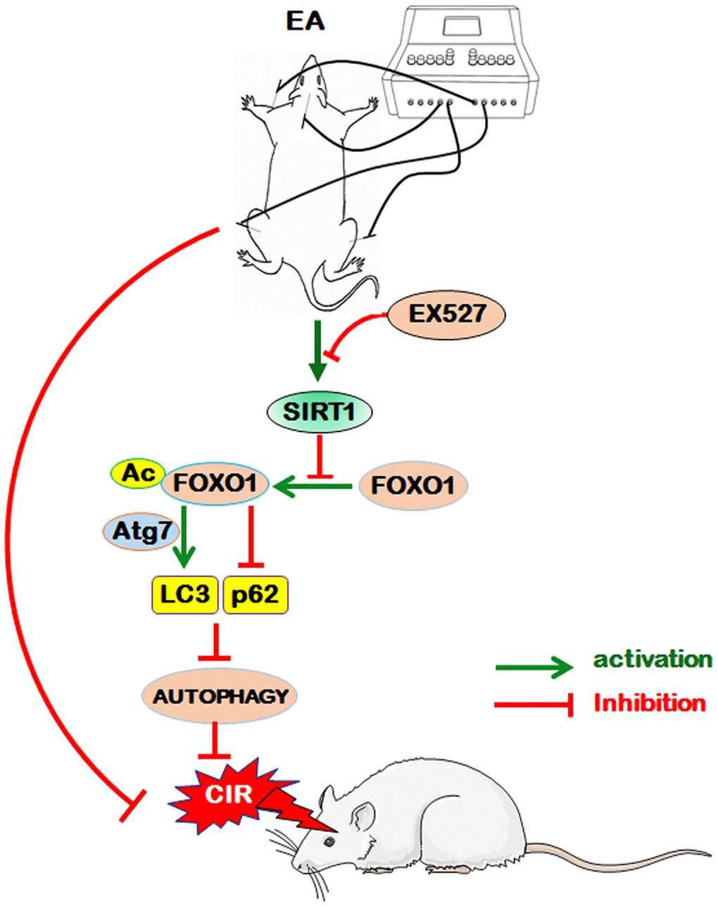 The proposed scheme for the possible mechanism of EA pretreatment suppresses CIR-induced autophagy via the SIRT1-FOXO1 signaling pathway. EA pretreatment at GV20, LI11, and ST36 significantly alleviated neurological deficits, reduced infarct volume, increased the dendritic spine density of cortical neurons, decreased the LC3-II/LC3-I ratio, and up-regulated p62 level. The above beneficial effects may be achieved by the activation of SITR1 and the inhibition of acetylation of FOXO1, as well as the suppression of Atg7 expression and the interaction of Ac-FOXO1 and Atg7.