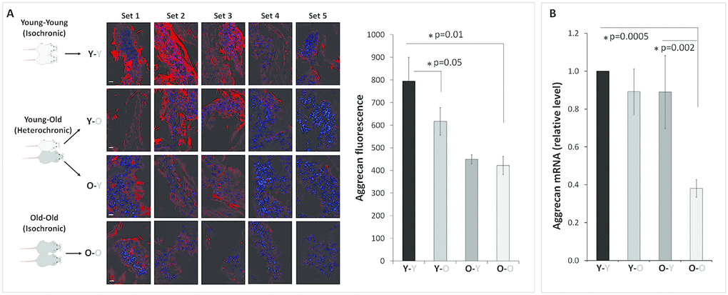 Effects of circulatory factors on aggrecan mRNA and protein expression in intervertebral discs in mouse heterochronic parabionts. (A) representative aggrecan immunofluorescent (red) images of nucleus pulposus (NP) tissue of the parabionts. Quantification of the NP aggrecan immunofluorescence is shown in the bar graph. (B) Disc aggrecan mRNA levels were quantified by qRT-PCR and normalized to GAPDH. Data shown are mean ± SEM of five independent experiments (n=5 per group), *p 