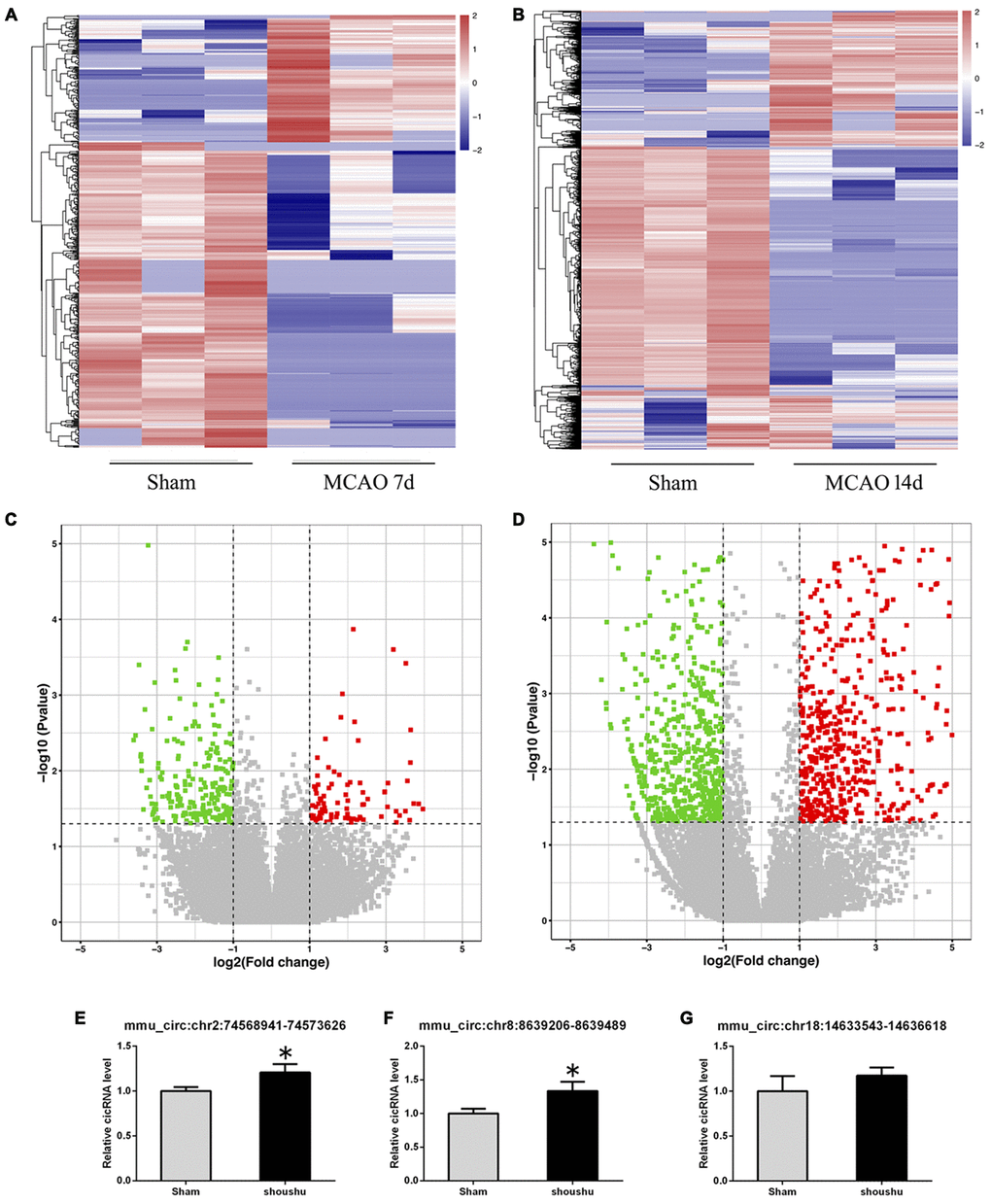 Altered expression profile of circRNAs in the ipsilateral thalamus after focal cortical infarction in adult mice. (A, B) The hierarchical clustering analyses of all differentially expressed circRNAs in the ipsilateral thalamus in the sham and distal middle cerebral artery occlusion (MCAO) groups: Red represents a higher fold change and blue represents a lower fold change. (C, D) The volcano plots of all the detected circRNAs in both the sham and MCAO groups: The vertical line represents to |log 2 (fold change) | > 1 up and down, respectively, and the horizontal line corresponds to a p-value of 0.05 (−log10 scaled). The red points represent the differentially up-regulated circRNAs and the green point represents the significantly down-regulated circRNAs with statistical significance. (E–G) The validation results of mmu