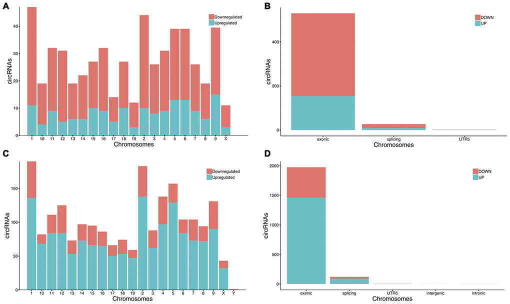 The chromosomes orientation and gene sources of significantly altered circRNAs in mice. (A, C) The significantly altered circRNAs in the mouse ipsilateral thalamus at 7 d and 14 after MCAO were transcribed from all chromosomes. (B, D) The majority of the differentially expressed circRNAs in the ipsilateral thalamus at 7 d and 14 d after MCAO originated from exonic.