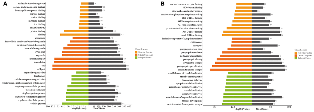 Gene ontology (GO) analyses of the host genes of significantly altered circRNAs in the mouse ipsilateral thalamus after focal cortical infarction. (A) GO analysis of the host genes of significantly altered circRNAs in the mouse ipsilateral thalamus at 7 d after MCAO. (B) GO analysis of the host genes of significantly altered circRNAs in the mouse ipsilateral thalamus at 14 d after MCAO.