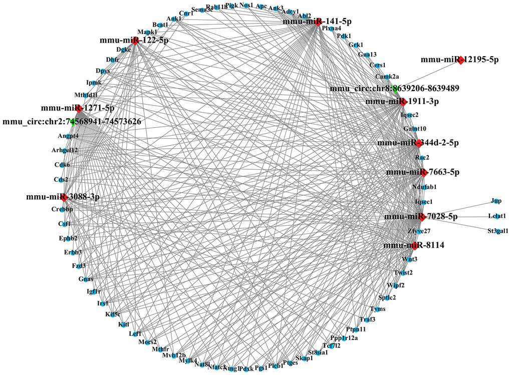 The circRNA-miRNA-mRNA interaction network. The network consists of 2 circRNAs, 10 miRNAs and 69 target genes.