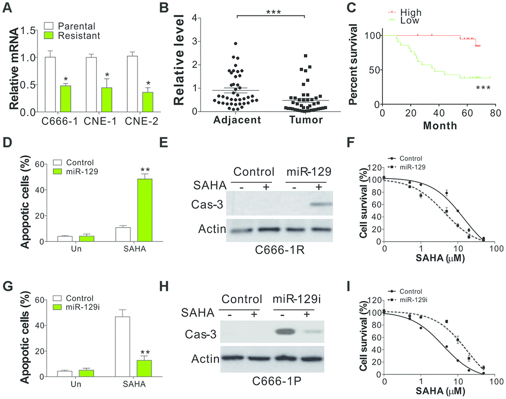 miR-129 downregulation contributes to SAHA tolerance in NPC. (A) The mRNA level of miR-129 in parental and SAHA-tolerant phenotype. (B) The relative level of miR-129 in 42 pair of adjacent tissue and primary NPC tumors. The Y-axis is on a linear scale. (C) The survival of NPC patients with different levels of miR-129. If the expression level was higher than the average value of miR-129 expression in primary tumors, the patients were grouped into high expression group (n=15). The left patients were grouped as miR-129 low expression patients (n=27). (D) C666-1 cells were subjected with control or miR-129 mimic, followed by 4 μmol/L of SAHA treatment for 1 d. The apoptosis was investigated through HOECHST 33258 staining. (E) The cleaved caspase-3 in C666-1 cells treated in (D). (F) The survival of C666-1 cells transfected with control or miR-129 mimic, followed by different concentrations of SAHA treatment. (G) C666-1 cells were transfected with control or miR-129 antagomir, followed by 4 μM SAHA treatment for 24 h. The apoptosis was analyzed through HOCHST 33258 staining. (H) The cleaved caspase-3 in C666-1 cells treated in (G). (I) The survival of C666-1 cells transfected with control or miR-129 antagomir, followed by different concentrations of SAHA treatment. Each experiment was performed for 3 times. *, p