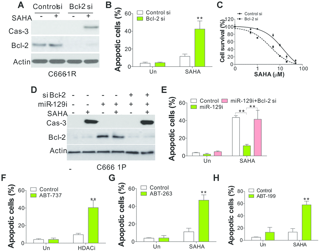 Bcl-2 mediated the SAHA tolerance in NPC cells. (A) SAHA-tolerant C666-1 cells were transfected with control or Bcl-2 siRNA, followed by 4 μmol/L of SAHA treatment for 1 d. The cleaved Cas-3 expression was investigated via WB. (B) The apoptosis of C666-1 cells obtained in line with (A). (C) The survival of SAHA-tolerant C666-1 cells treated with control or Bcl-2 siRNA, followed by different concentrations of SAHA treatment. (D) C666-1 cells were subjected to control or miR-129 antagomir with or without co-transfection of Bcl-2 siRNA, followed by 4 μmol/L of SAHA treatment for 1 d. The cleaved Cas-3 expression was investigated via WB. (E) The apoptosis of C666-1 cells obtained in line with (D). (F) The apoptosis of SAHA-tolerant C666-1 cells treated with 4 μmol/L of SAHA with or without co-treatment of ABT-737 (2 μmol/L). (G) The apoptosis of SAHA-tolerant C666-1 cells treated with 4 μmol/L SAHA with or without co-treatment of ABT-263 (2 μmol/L). (H) The apoptosis of SAHA-tolerant C666-1 cells treated with 4 μmol/L SAHA with or without co-treatment of ABT-199 (2 μmol/L). Each experiment was performed for 3 times. **, p