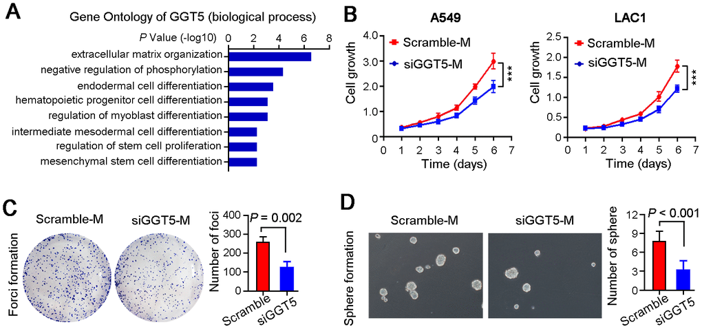 Targeting GGT5 in CAFs decreases the LUAD cell growth in vitro. (A) Gene Ontology Enrichment analysis (biological process) of GGT5 using Coexpedia internet tool (http://www.coexpedia.org/). (B) Conditioned media from CAFs transfected with scramble (Scramble-M) or siRNA targeting GGT5 (siGGT5-M) were used to treat LUAD cells A549 and LAC1, respectively, and cell growth curves were measured for six days. (C) Representative images of the foci formation of A549 cell in monolayer culture treated with Scramble-M or siGGT5-M. The number of foci was counted in right panel. (D) Representative images of the spheres formation in soft agar of A549 cell treated with Scramble-M or siGGT5-M. The number of spheres was analyzed in right panel. In panels B-D, data represent mean ± SEM. **, P P 