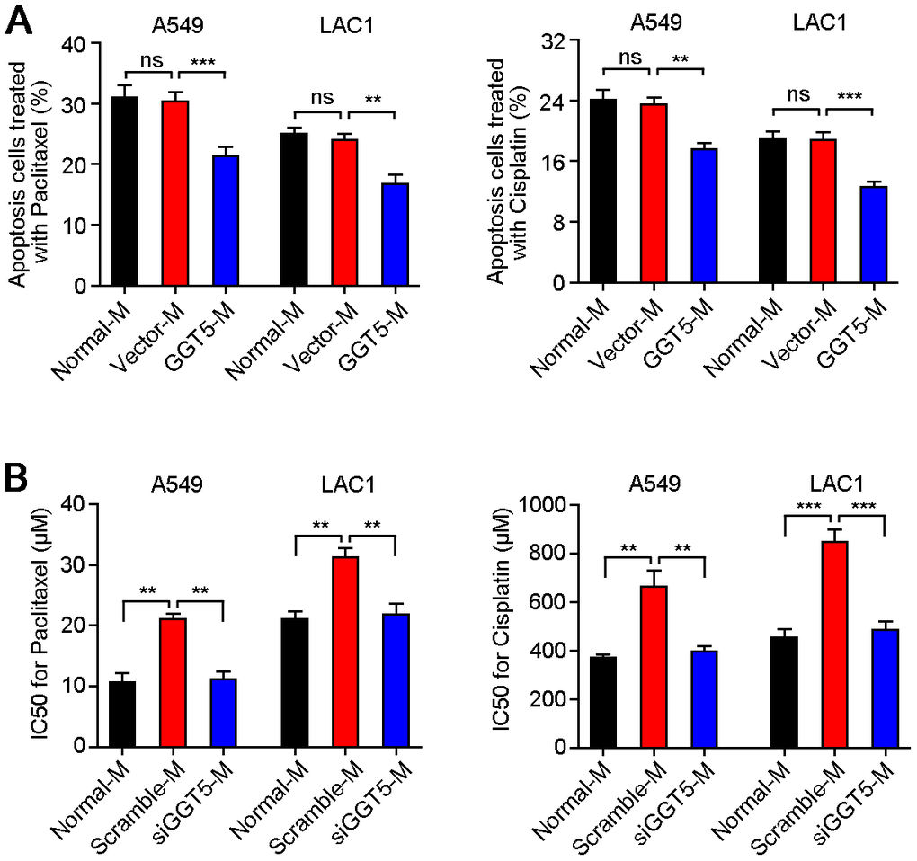 Increased GGT5 in CAFs promotes the drug resistance of LUAD cells. (A) Apoptosis cells of A549 and LAC1 cells treated with Paclitaxel (5 μM) or Cisplatin (200 μM) were analyzed under normal culture medium (Normal-M) or conditioned media from NFs transfected with vector (Vector-M) or GGT5 (GGT5-M). (B) The IC50 values of Paclitaxel and Cisplatin for A549 and LAC1 cells under Normal-M (DMEM + 10%FBS) or conditioned media from CAFs (Scramble-M or siGGT5-M). In panels A and B, data represent mean ± SEM. ns, no significant difference. **, P P 