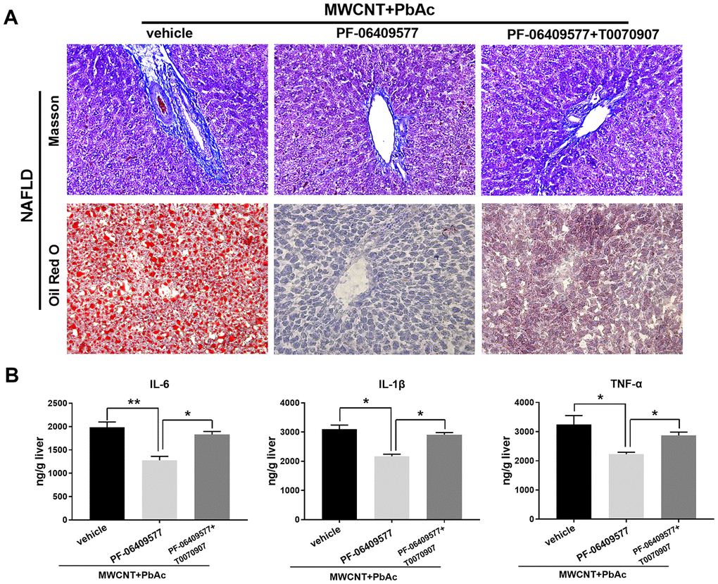 Intervening AMPK/PPARγ pathway significantly changed the hepatotoxicity of MWCNTs + PbAc to NAFLD mice. (A) Upon the administration of MWCNTs + PbAc, NAFLD mice were simultaneously treated with vehicle, PF-06409577 and PF-06409577 + T0070907. Masson staining and Oil red O staining were performed to detect the hepatic fibrosis (blue indicates collagen) and steatosis (red indicates lipid) in NAFLD mice, respectively. (B) The expression levels of IL-6, IL-1β and TNF-α in NAFLD mice livers were measured (**P